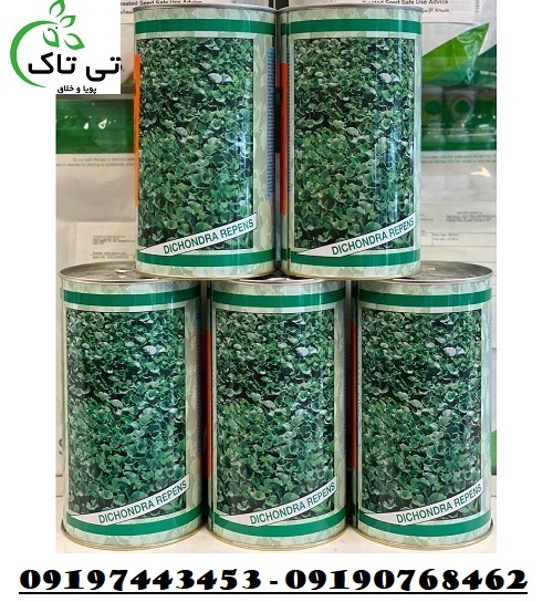 بذر شبدر زینتی دایکوندرا (ایتالیایی) – 09190768462