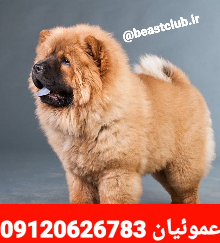 فروش سگ چاو چاو پوزه فلت در رنگ های پرتقالی سفید نباتی و کاراملی