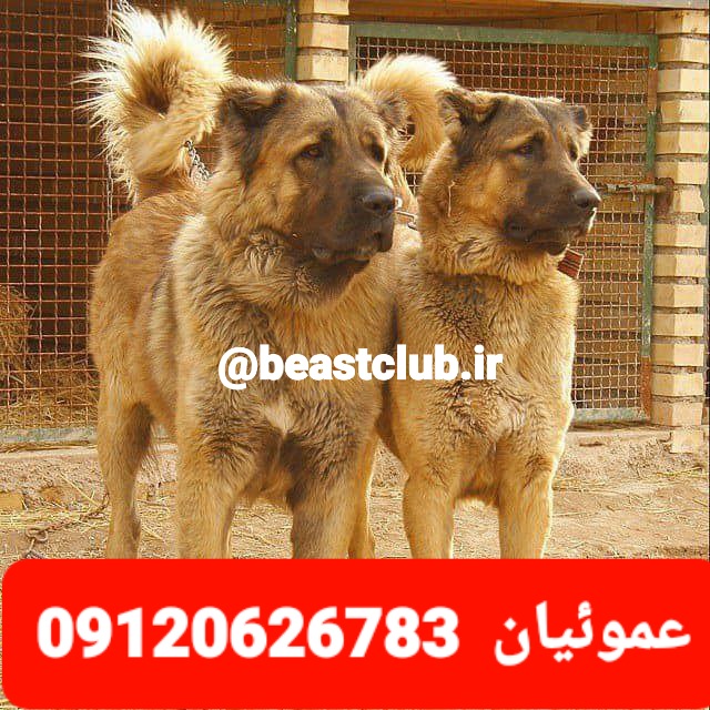 فروش استثنایی سگ قفقازی کوهستانی و قفقازی دورگه