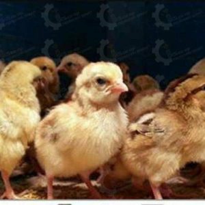 🐣🐣🐣 *جوجه مرغ بومی*🐣🐣🐣