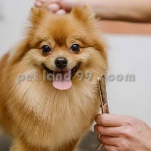 آموزش آرایشگری پت