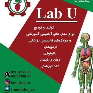 انواع فانتوم ومدل های آناتومی مناسب  آزمایشگاه  مدارس و دانشگاه و مراکز مهارت های بالینی بیمارستان ها