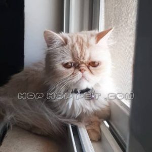 گربه پرشین شمال تهران