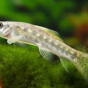 اموزش پرورش ماهی‌های زینتی و جلبک‌ها