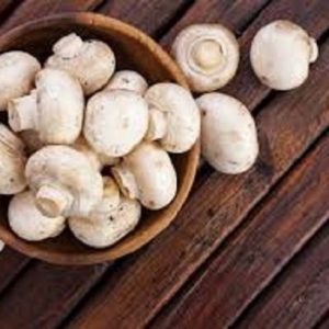 آموزش حرفه‌ای پرورش قارچ