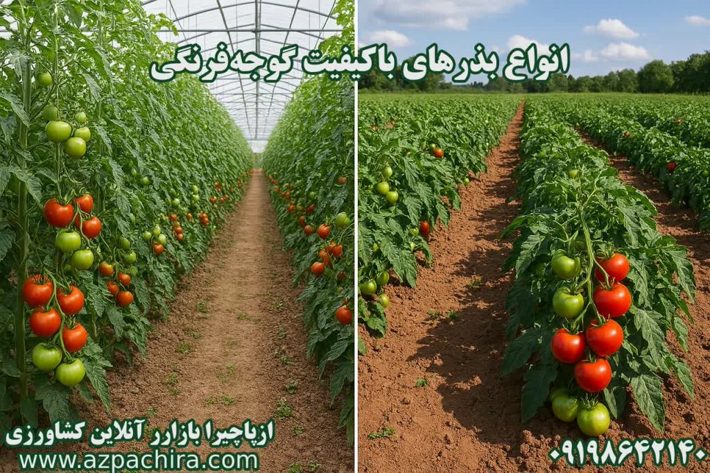 بذرهای گوجه فرنگی با کیفیت در ازپاچیرا