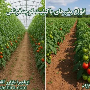 بذرهای گوجه فرنگی با کیفیت در ازپاچیرا