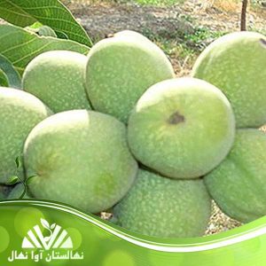 فروش نهال گردو اصلاح‌شده با باردهی تضمینی 🌱