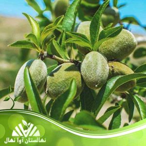فروش نهال بادام اصلاح‌شده با باردهی تضمینی