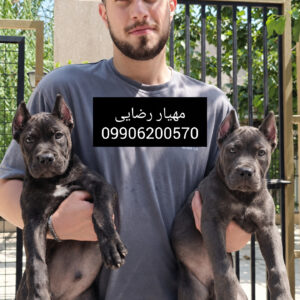 پرورش تخصصی سگ گارد کینکورسو توله کنکورسو