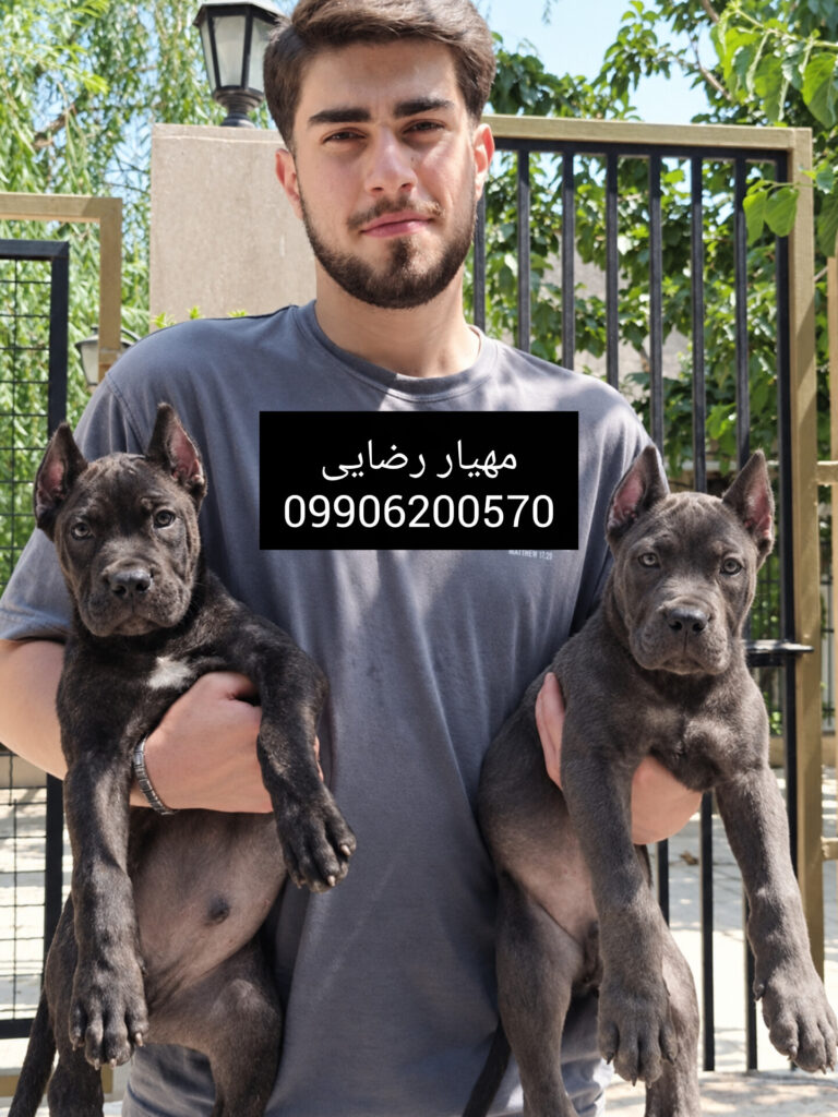 پرورش تخصصی سگ گارد کینکورسو توله کنکورسو