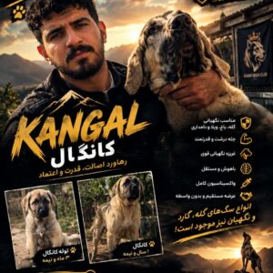 فروش سگ نگهبان سگ اصیل کانگال