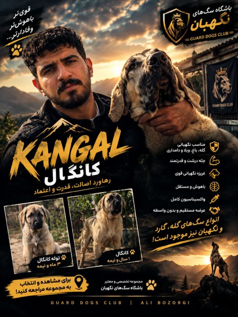 فروش سگ نگهبان سگ اصیل کانگال