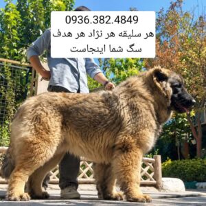 سگ سرابی . الابای . قفقازی . پژدر . کانگال